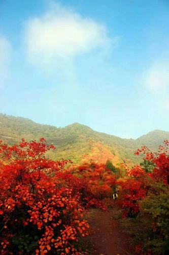香山红叶