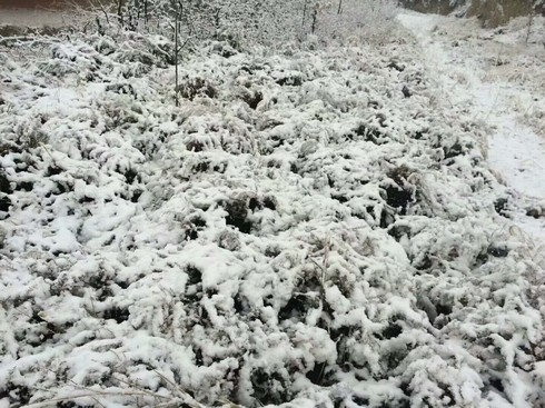  冬天里的一片雪