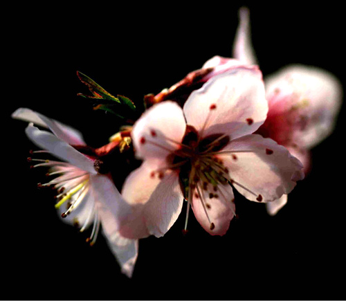 桃花嫣红