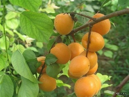 话说芒种