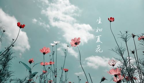 生如夏花之绚烂