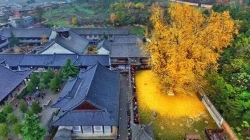 满寺尽落黄金甲 千年古刹别样美