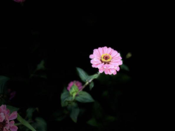 百花争艳