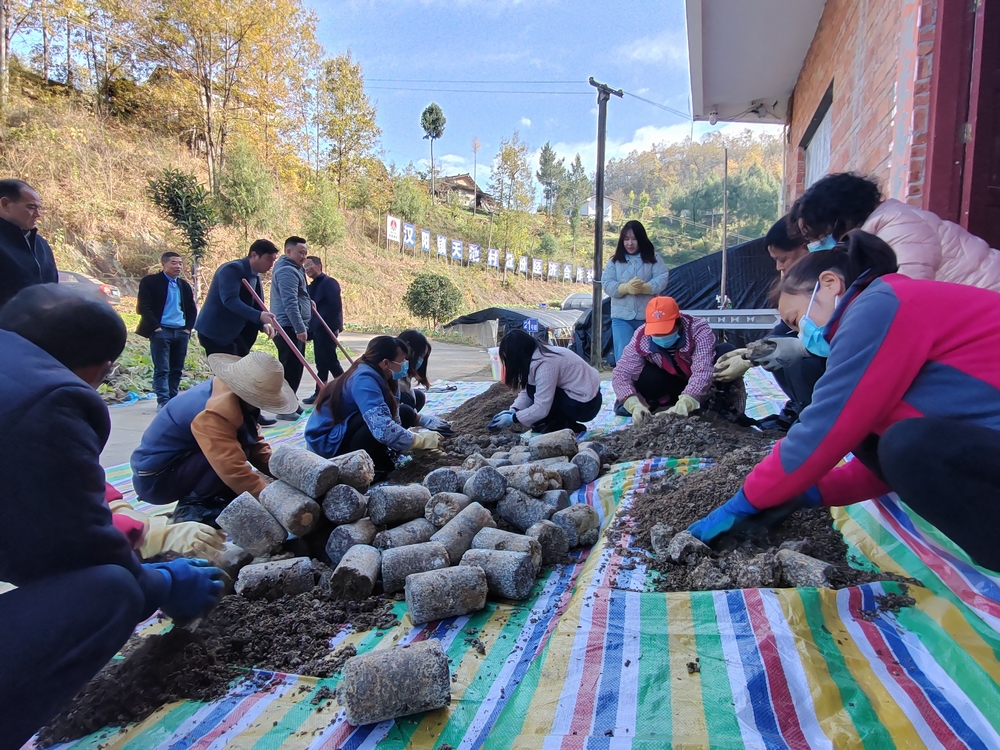 陕煤建设定点帮扶村:羊肚菌产业开启致富新引擎