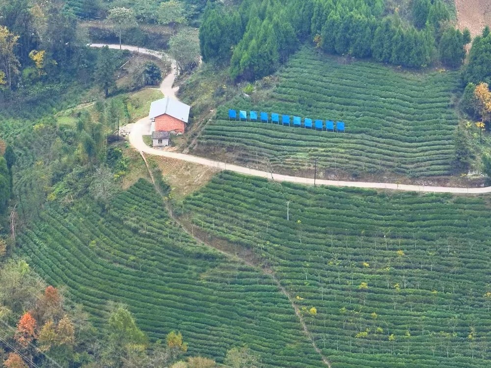 陕煤建设定点帮扶村：春茶采摘忙  产业兴旺正当时
