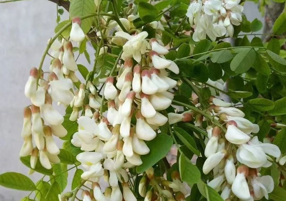 走！钩洋槐花去！