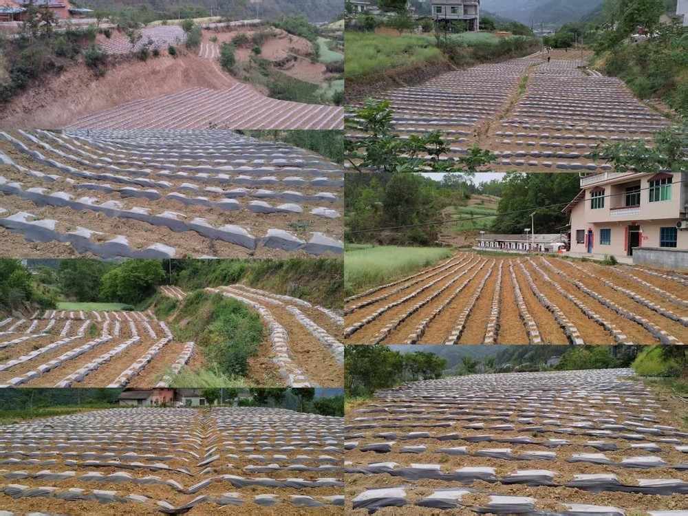 陕煤建设定点帮扶村：打响烤烟种植抗旱攻坚战