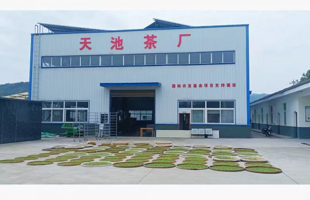 陕煤建设定点帮扶村：百亩茶园托起乡村振兴“绿引擎”