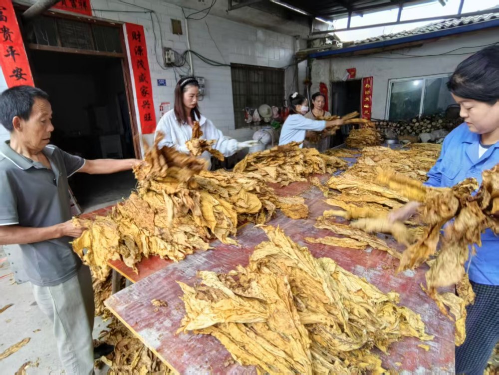 陕煤建设定点帮扶村:烤烟丰收分拣忙 金色烟叶铺就振兴路